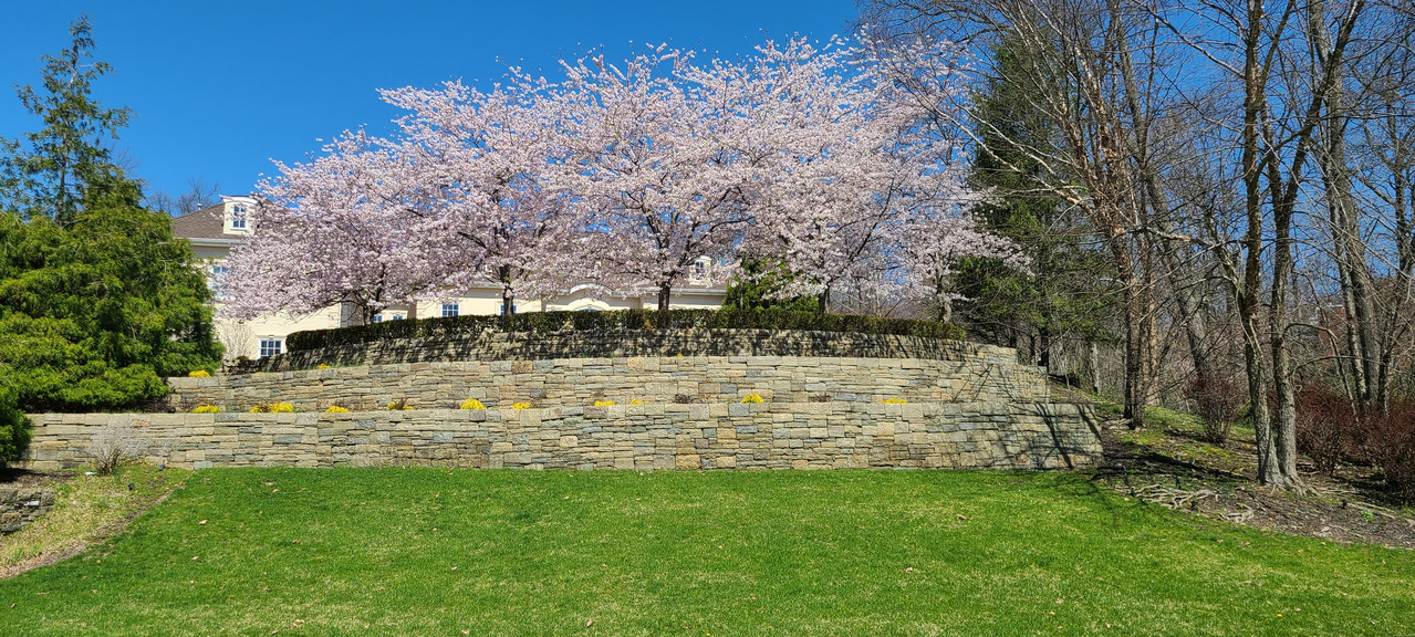 Long stacked-stone retaining wall framing cherry blossom trees and lawn